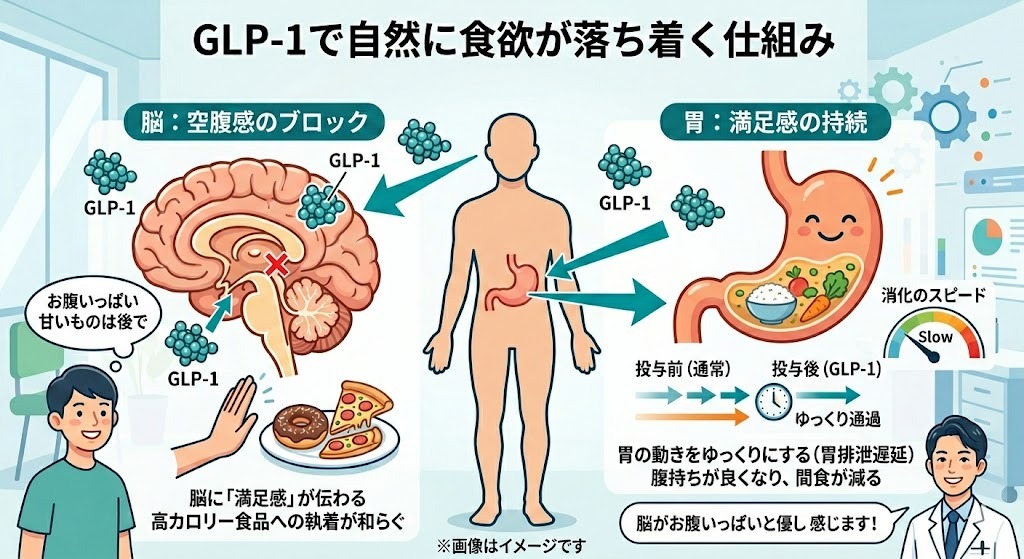 「GLP-1で自然に食欲が落ち着く仕組み」の解説イラスト。左側では、GLP-1が脳の空腹感をブロックし、高カロリー食品への執着を和らげる仕組みを説明。右側では、胃の動きをゆっくりにする(胃排泄遅延)ことで消化のスピードを遅くし、満足感を持続させて間食を減らす仕組みを医師のイラストとともに図解している。