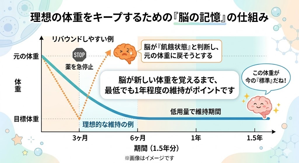 「理想の体重をキープするための『脳の記憶』の仕組み」のグラフ。3ヶ月で目標体重に達した後に薬を急停止すると、脳が飢餓状態と判断して元の体重に戻そうとする(リバウンドしやすい例)。一方、目標達成後も6ヶ月、1年、1.5年と低用量で維持期間を設けることで、脳に新しい体重を「標準」として記憶させ、理想の体重をキープできる仕組みを解説している。