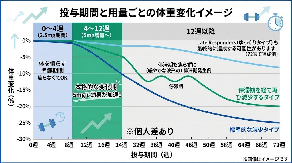 「投与期間と用量ごとの体重変化イメージ」のグラフ。横軸は0週から72週、縦軸は体重変化率(0%〜-30%)。0〜4週(2.5mg)は体を慣らす準備期間。4〜12週(5mg増量)から本格的な変化期となり効果が加速する。12週以降の推移として、順調に-25%まで落ちる「標準的な減少タイプ」、途中で波型の停滞期を経て-20%に達する「停滞期を経て再び減少するタイプ」、緩やかに減少する「ゆっくりタイプ(Late Responders)」の3パターンの個人差が折れ線グラフで示されている。