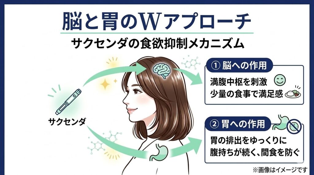 サクセンダの食欲抑制メカニズム（脳と胃のWアプローチ）の図解。満腹中枢を刺激して満足感を得る「脳への作用」と、胃の排出をゆっくりにして腹持ちを良くする「胃への作用」を説明するイラスト