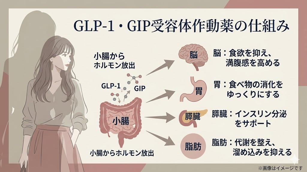 GLP-1・GIP受容体作動薬の仕組みの図解画像。小腸から放出されるGLP-1とGIPが、脳(食欲抑制)、胃(消化をゆっくりにする)、膵臓(インスリン分泌サポート)、脂肪(代謝を整える)の4つの部位に与える効果を解説しています