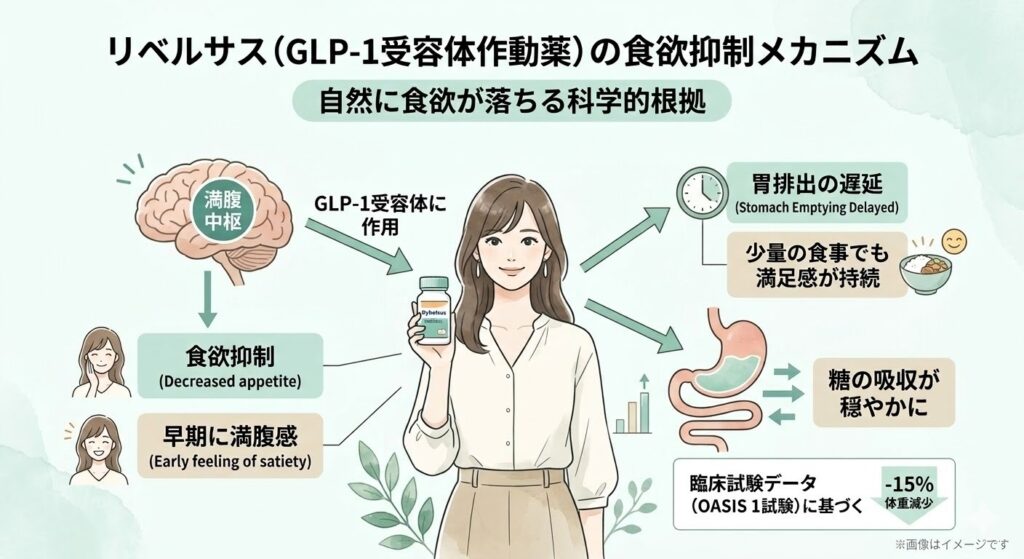 リベルサス（GLP-1受容体作動薬）の食欲抑制メカニズムの図解。脳の満腹中枢やGLP-1受容体に作用することで「食欲抑制」「早期に満腹感」が得られること、また「胃排出の遅延による満足感持続」や「糖の吸収を穏やかにする」仕組みを説明。臨床試験データ（OASIS 1試験）に基づく-15%の体重減少についても言及しています。