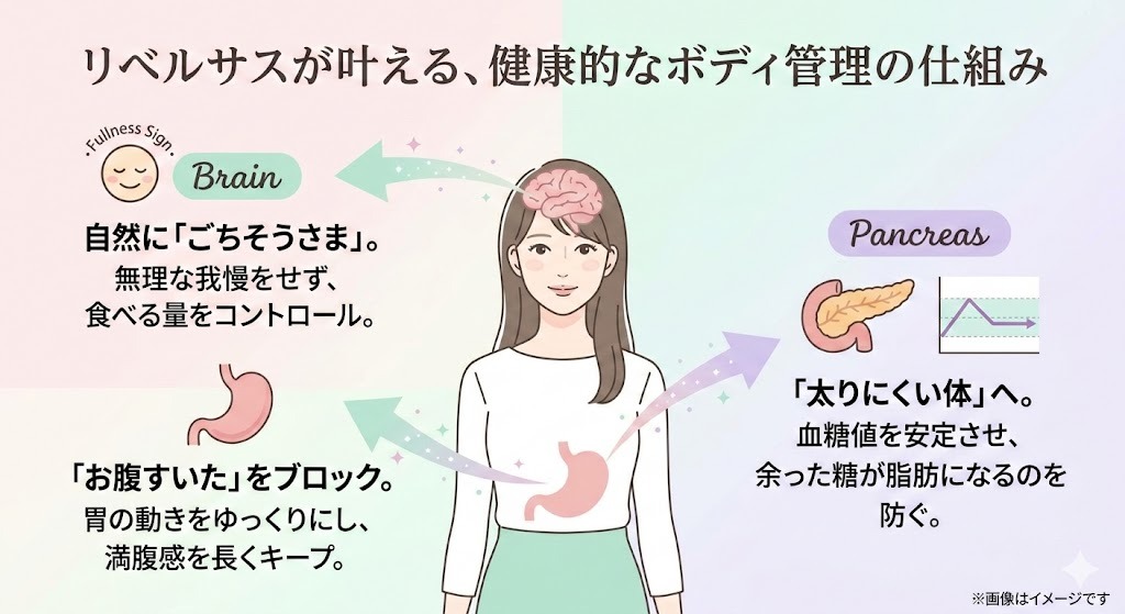 リベルサスが叶える健康的なボディ管理の仕組み。脳(食べる量のコントロール)、胃(満腹感のキープ)、膵臓(血糖値の安定と脂肪化防止)への作用を説明する図解