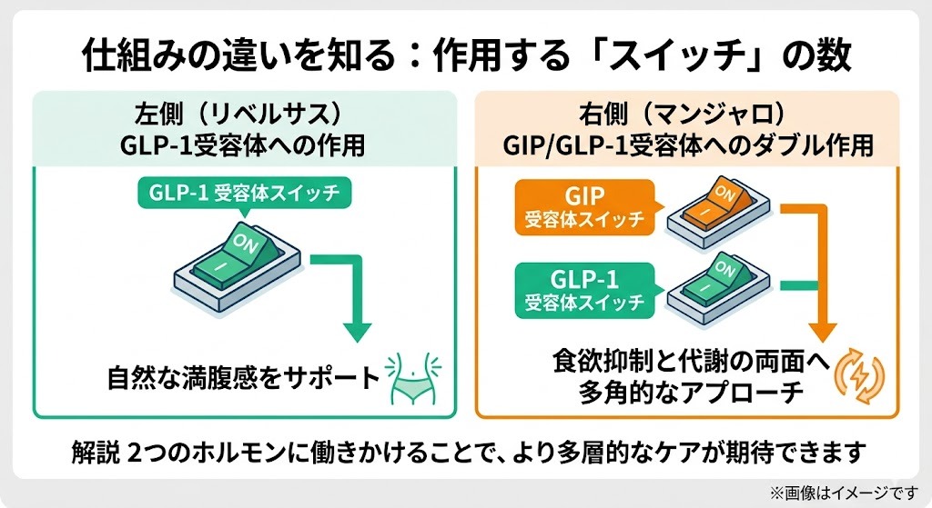 作用する受容体スイッチの数の違いの解説図。リベルサスはGLP-1受容体への作用、マンジャロはGIPとGLP-1受容体へのダブル作用で食欲抑制と代謝にアプローチすることを示す図。