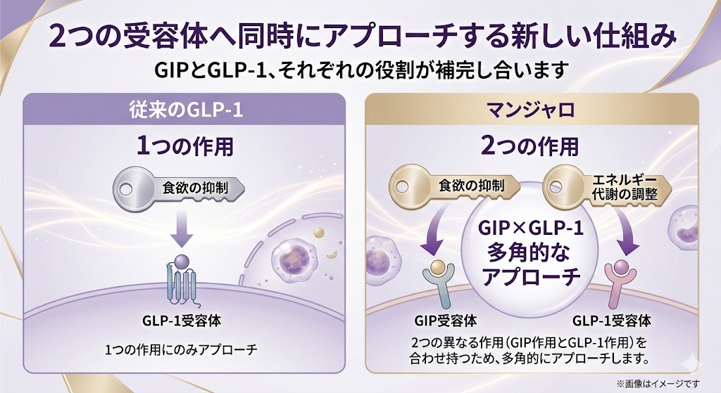 2つの受容体へ同時にアプローチする新しい仕組み（GIPとGLP-1、それぞれの役割が補完し合います）の解説図。従来のGLP-1は1つの作用（食欲の抑制）のみでGLP-1受容体にアプローチするのに対し、マンジャロは2つの作用（食欲の抑制とエネルギー代謝の調整）を持ち、GIP受容体とGLP-1受容体の両方へ多角的にアプローチする仕組みを示しています。