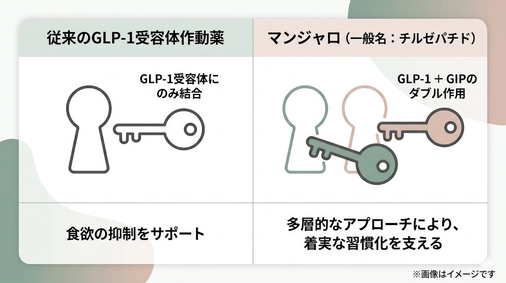 従来薬とマンジャロの比較図。従来薬は「GLP-1受容体のみに結合し食欲抑制をサポート」、マンジャロは「GLP-1とGIPのダブル作用による多層的なアプローチで着実な習慣化を支える」と説明するイラスト。